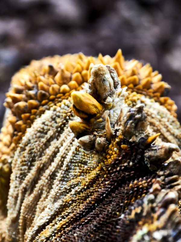 Fotografía de fauna - fotografía de animales - fotógrafo profesional Quito Ecuador -